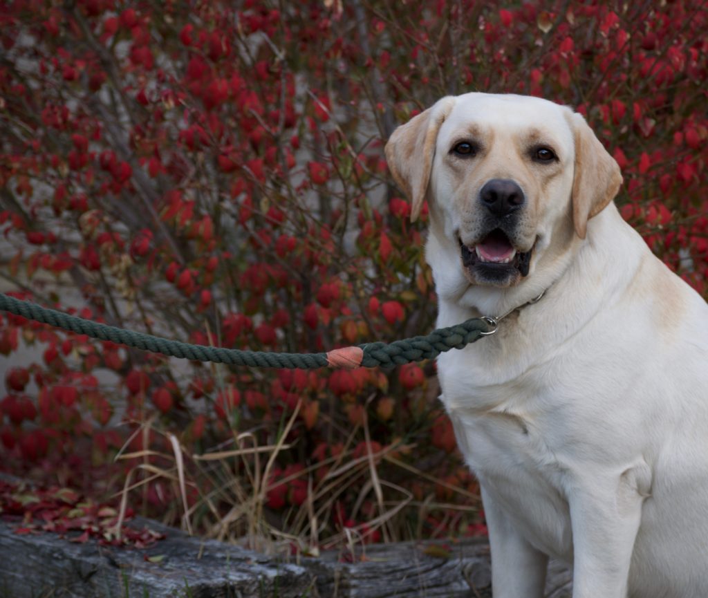 English Yellow Labrador 