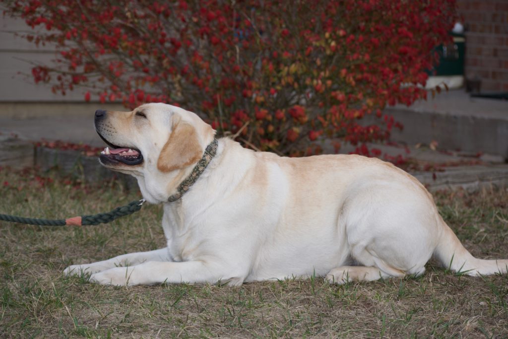 Happy Lab