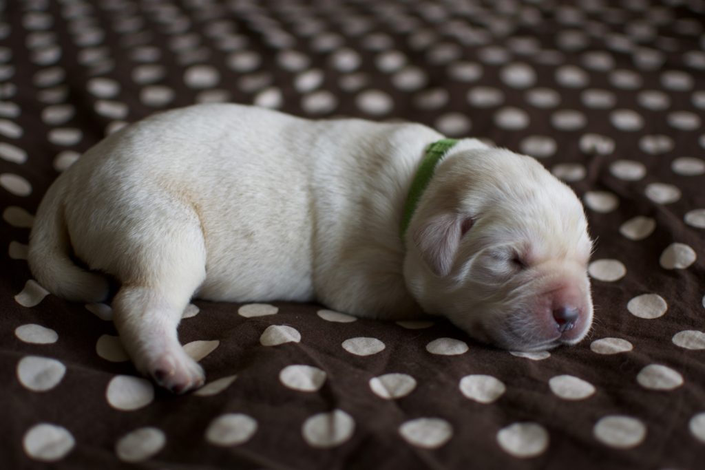 Yellow Labrador