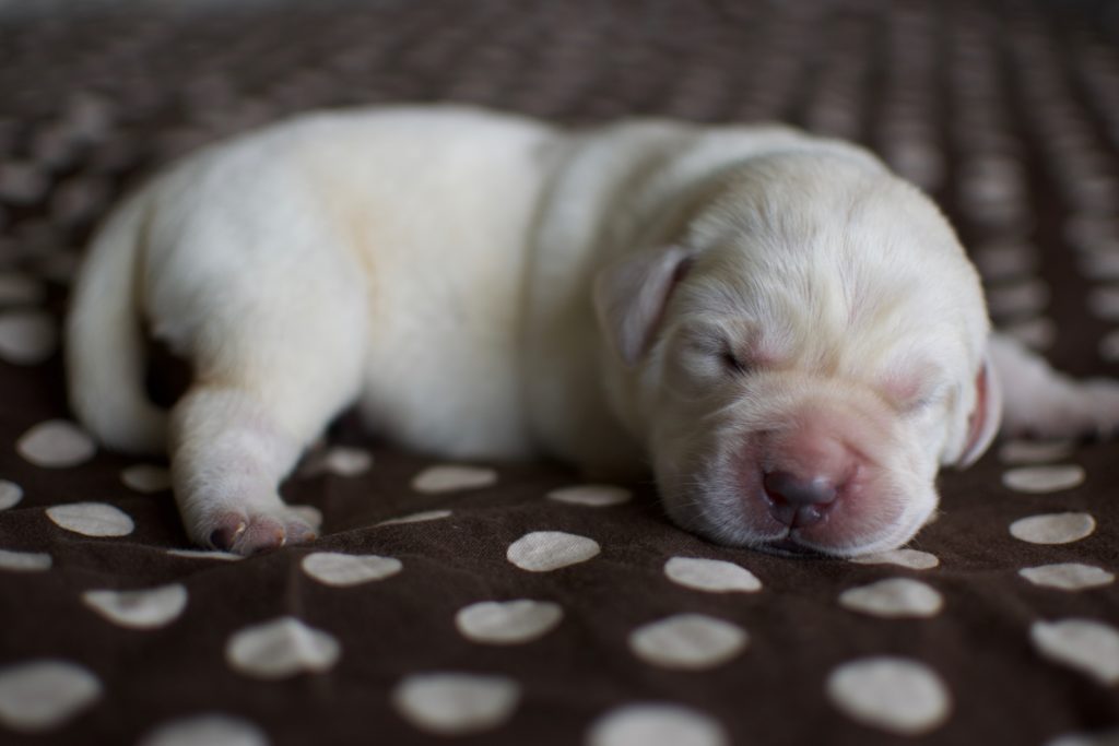 Newborn Puppy