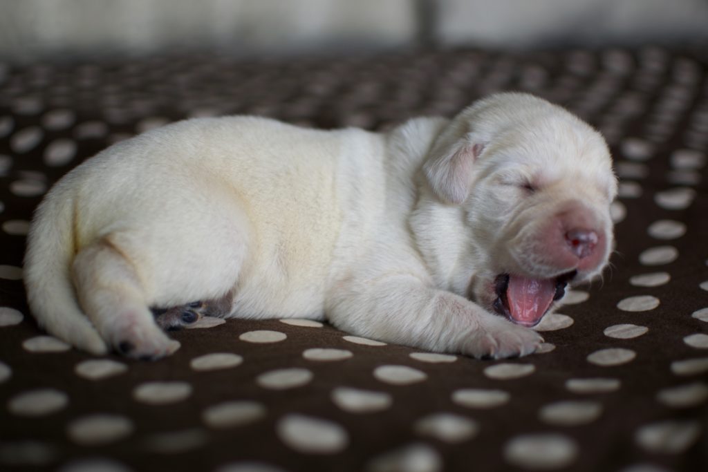 Yellow Lab