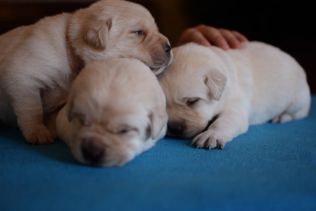 Labrador Cuddle