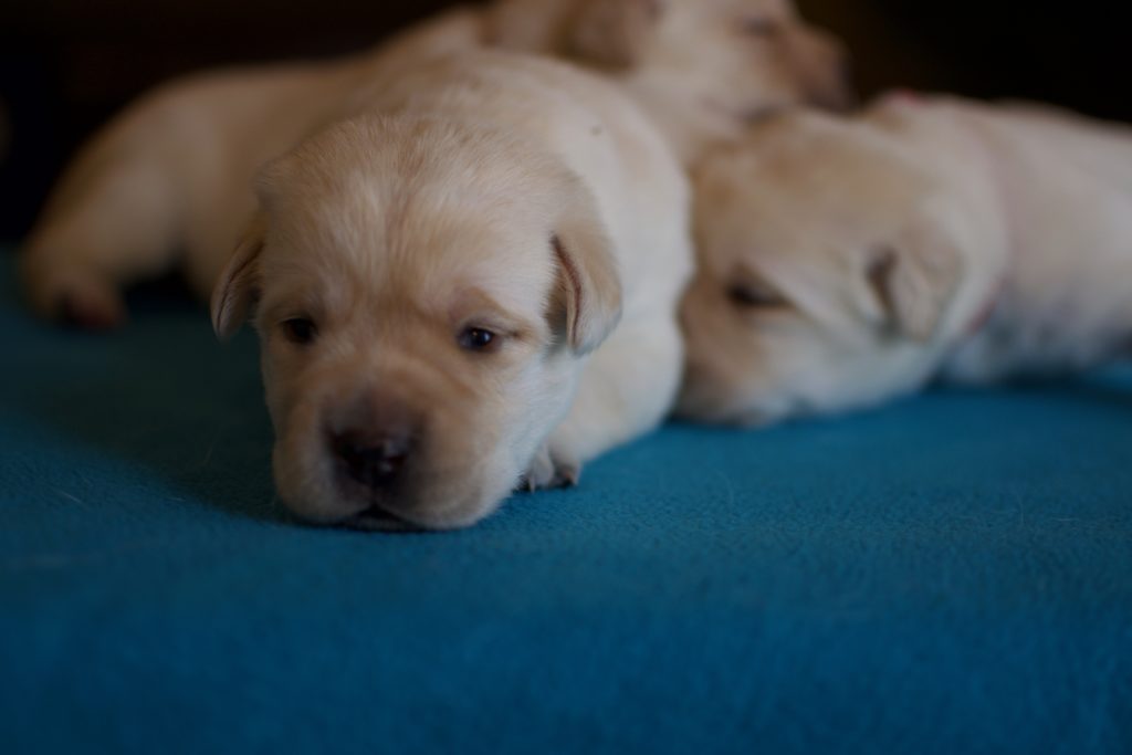 Labrador Two Weeks Old