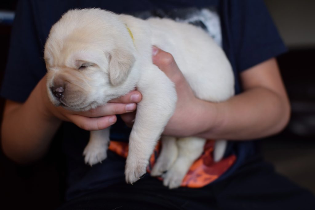 Labrador Male Puppy