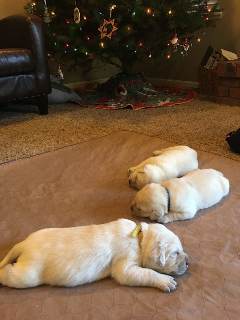 Labrador Puppy Nap