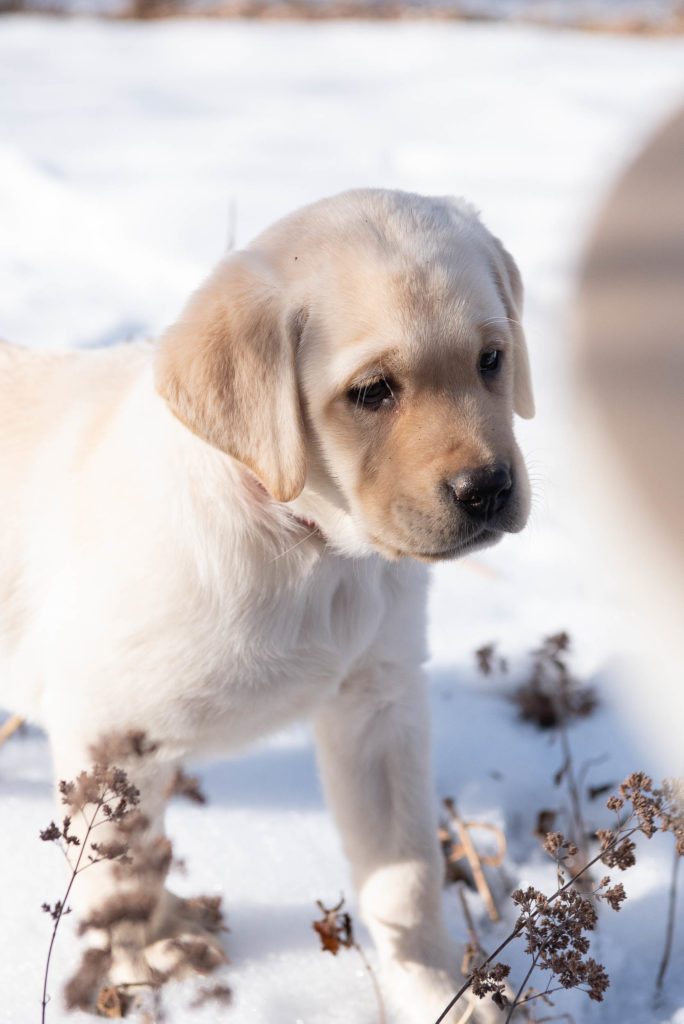 Pure Bred Labrador