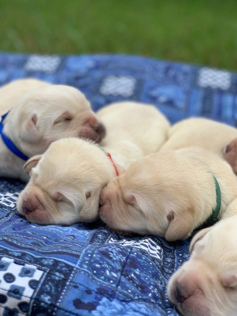 Newborn Labrador retrievers