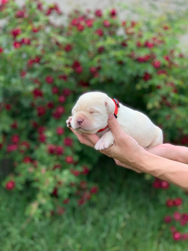 Brand new lab puppy