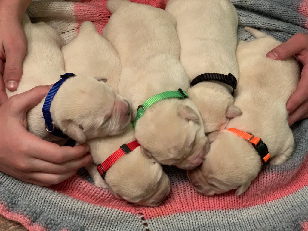 Brand new puppies