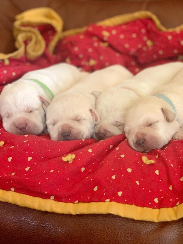 Molly's sweet newborn pups