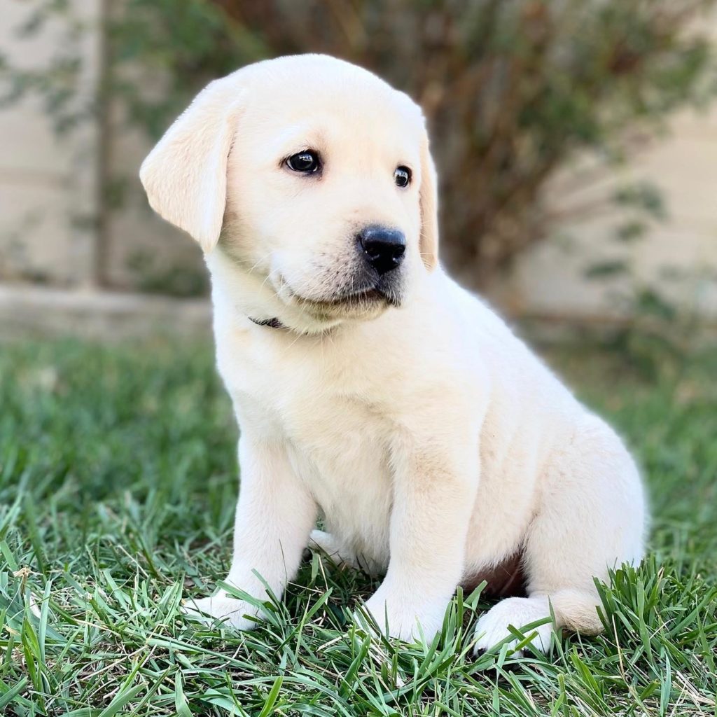 Gorgeous English Lab Puppy