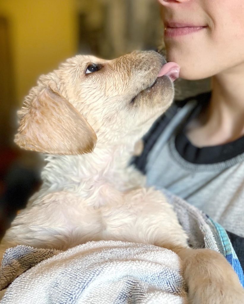 Puppy Licking Boy 