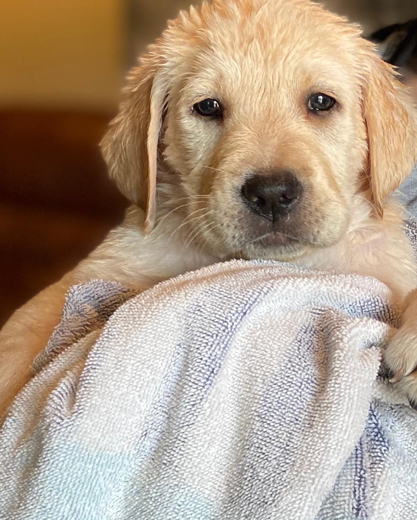 Wet Puppy