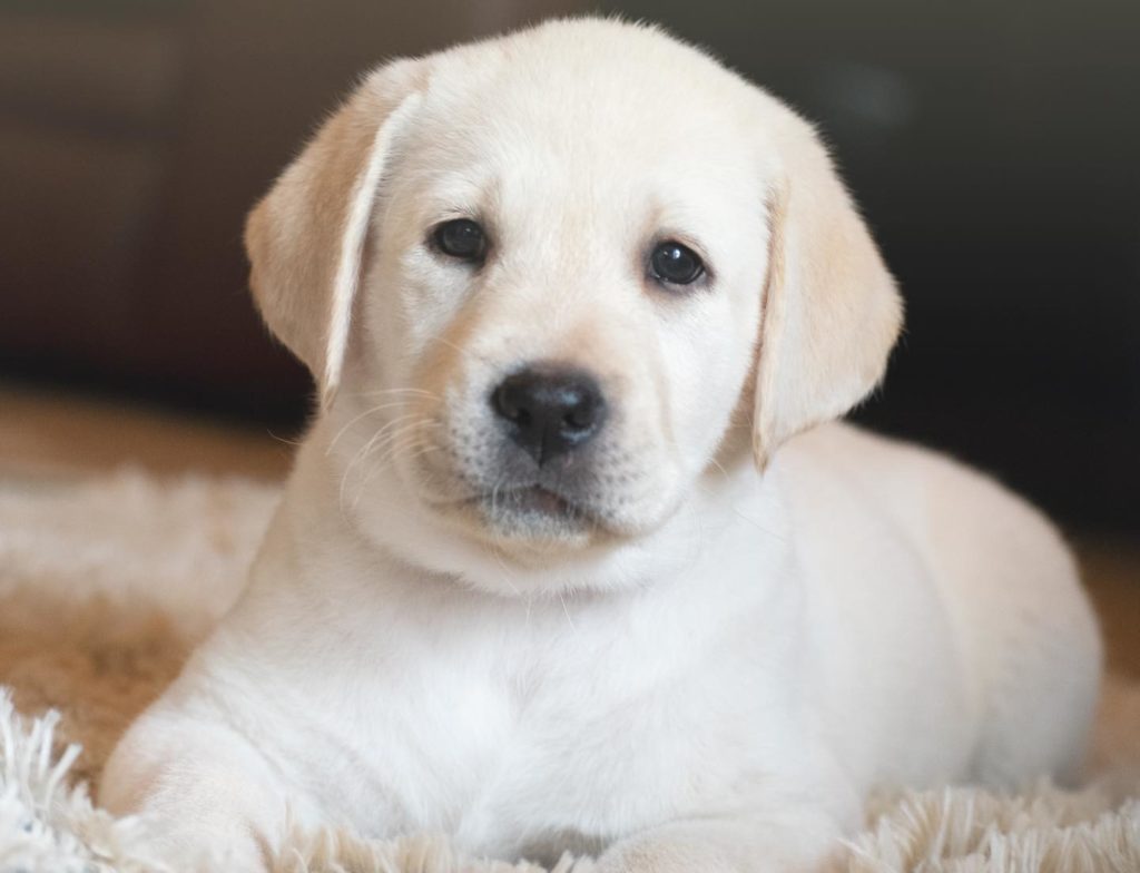 Beautiful Labrador Puppy