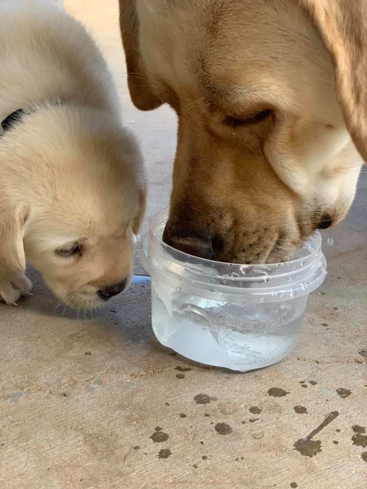 Yellow Labrador retriever