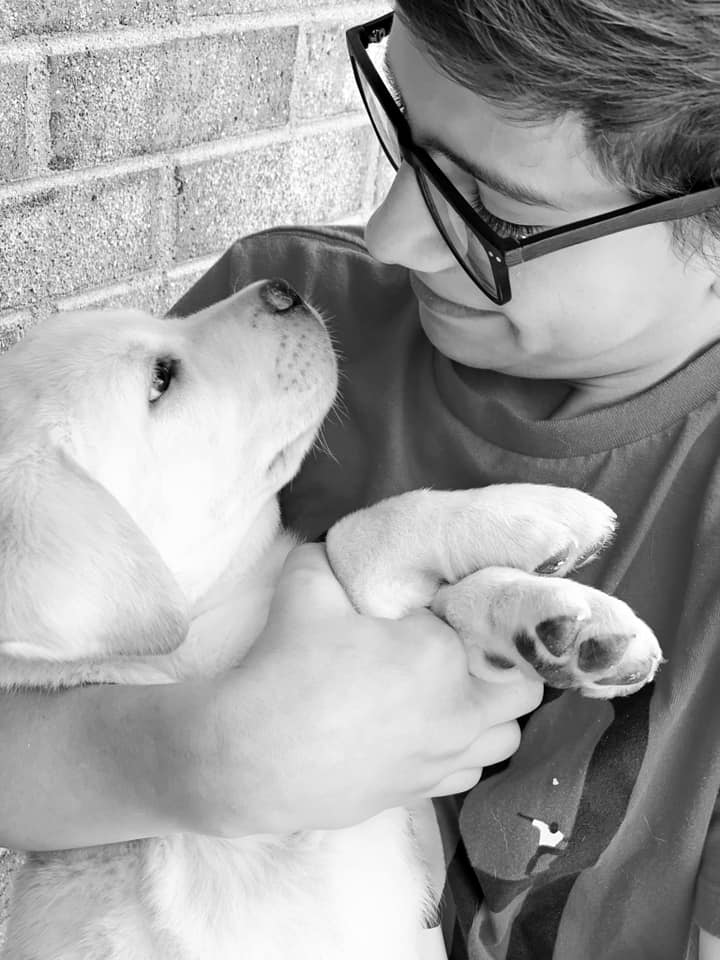 English Labrador Puppy