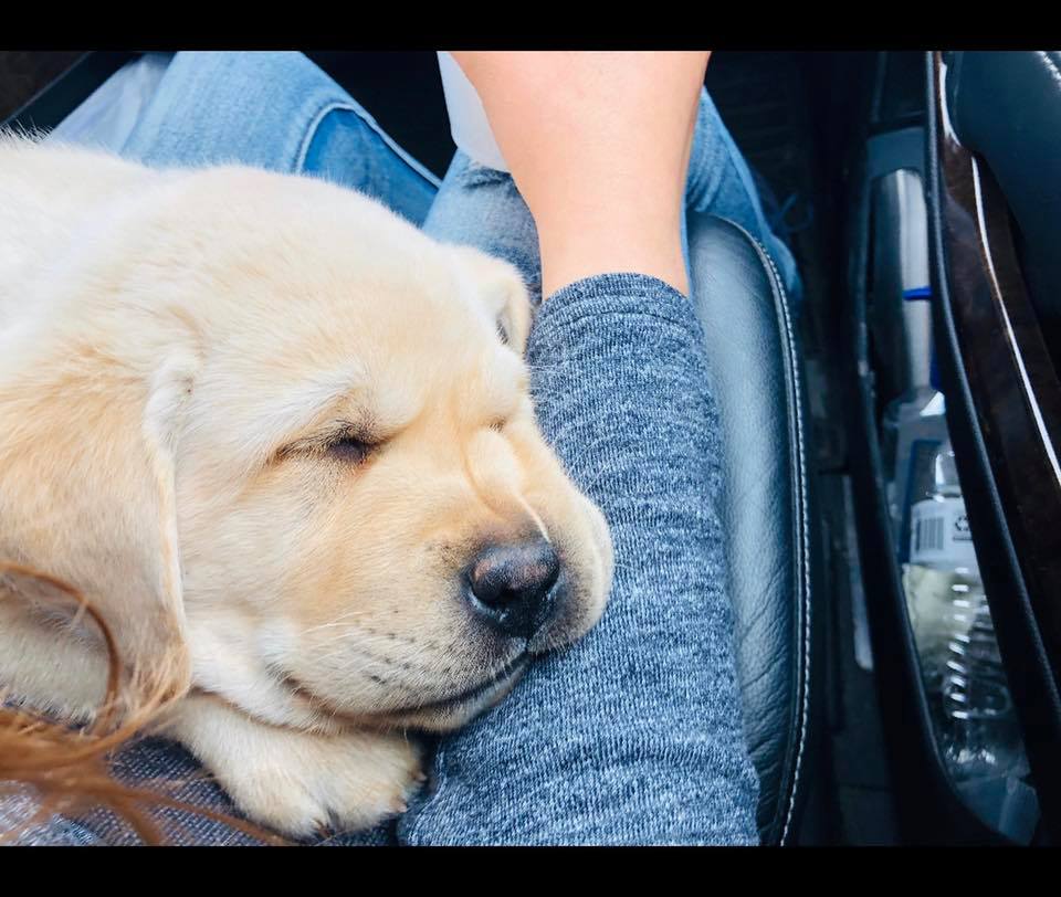 Puppy on a car ride 