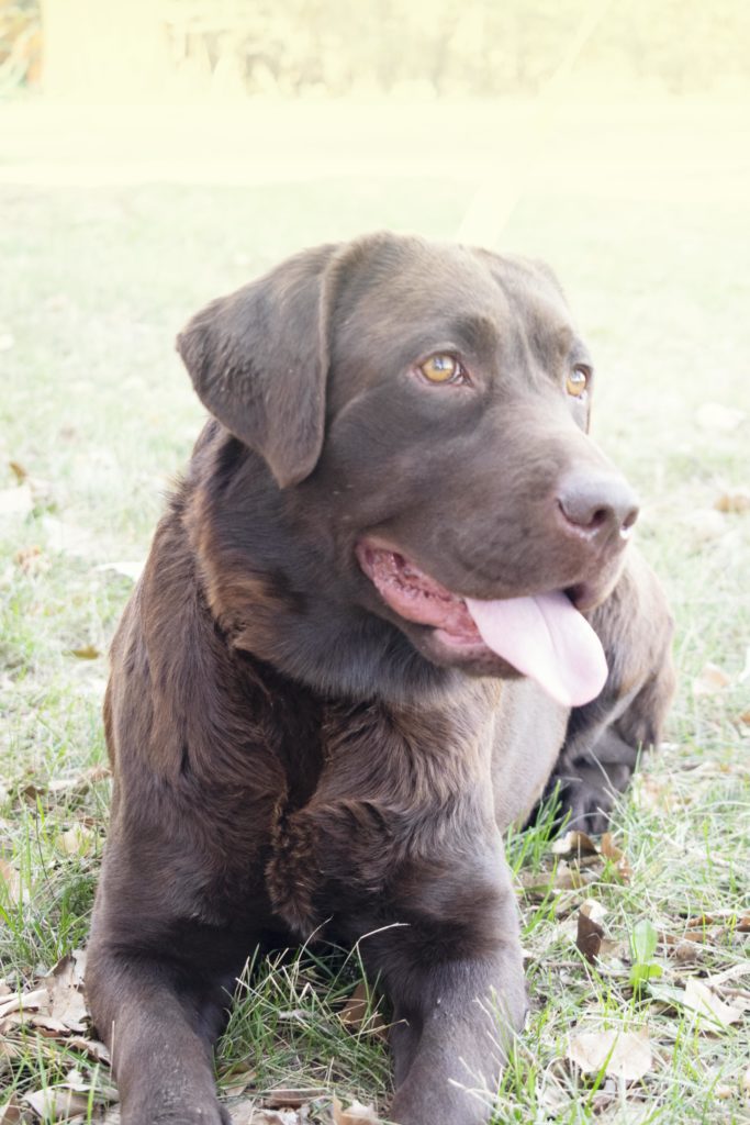 Chocolate Labrador retriever 