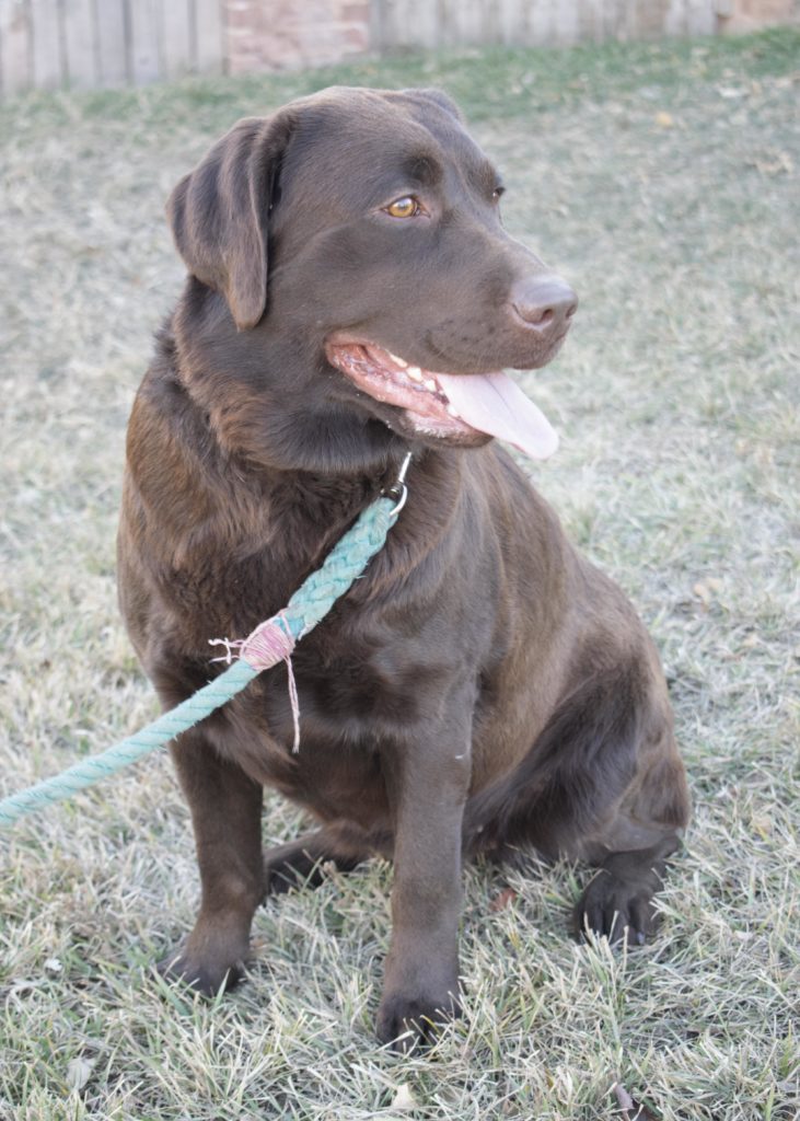 Chocolate Labrador Colorado