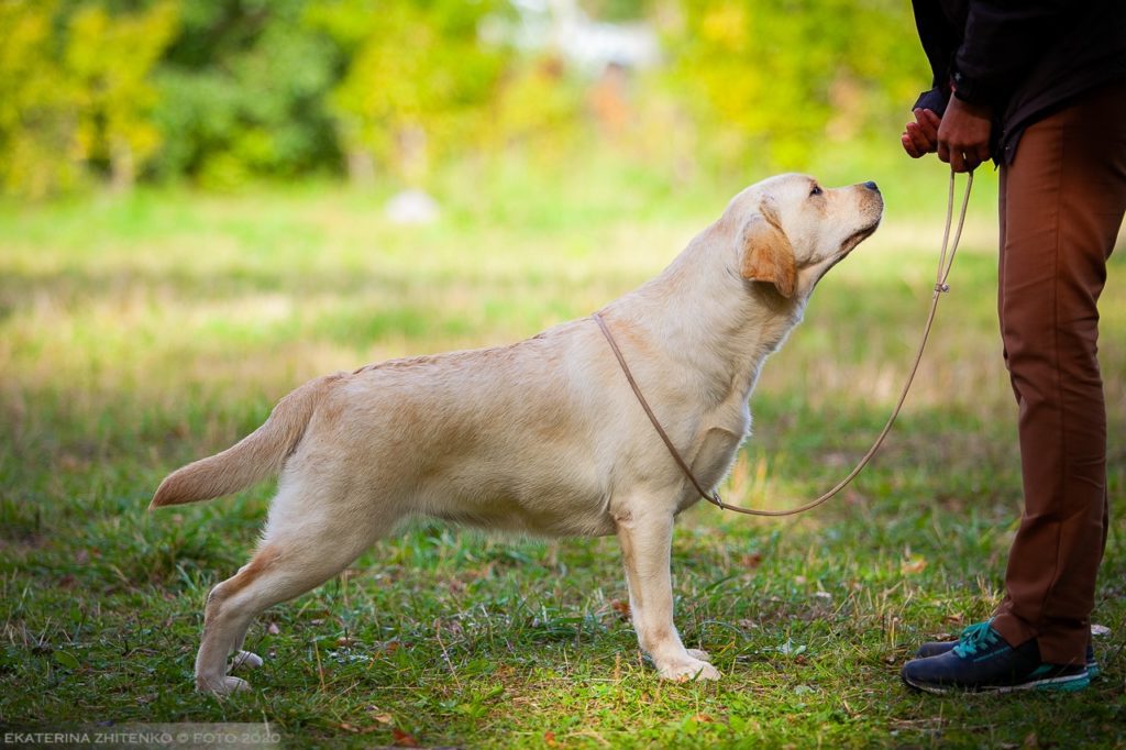 Yellow English Labrador