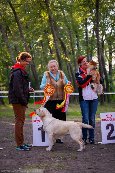 Champion Labrador retriever 