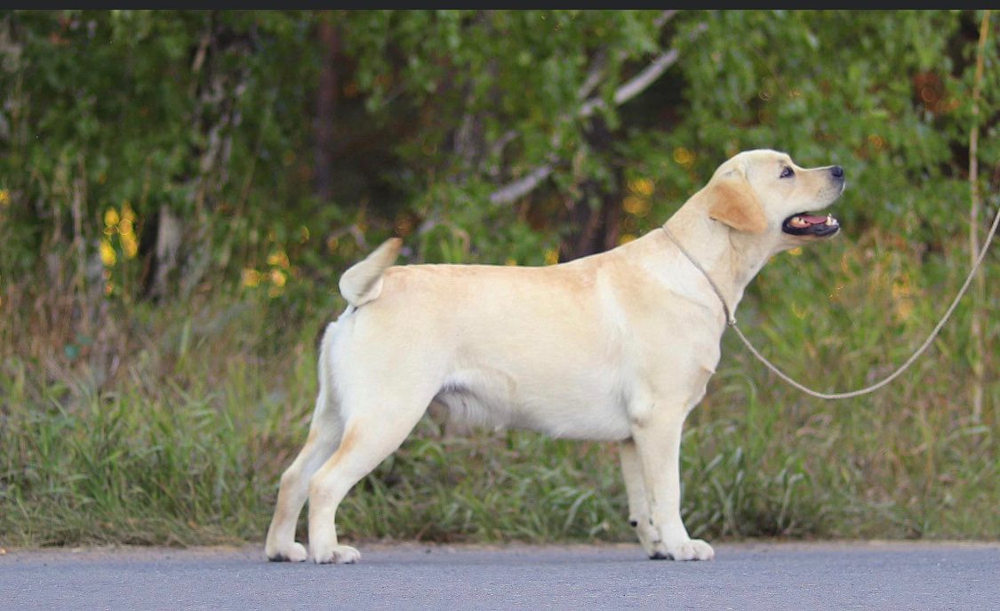 A Proper Labrador - Kindred Pup