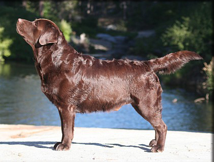 Chocolate retriever long hair sale