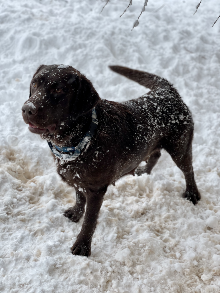 Chocolate lab loving the snow