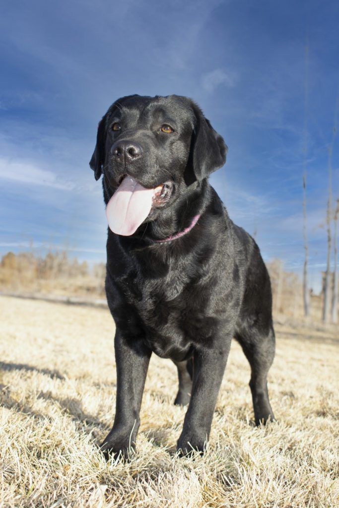 Black English Labrador