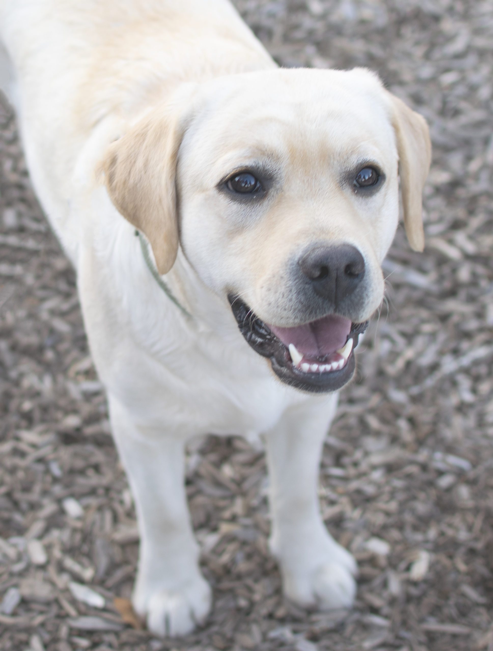 Happy Labrador