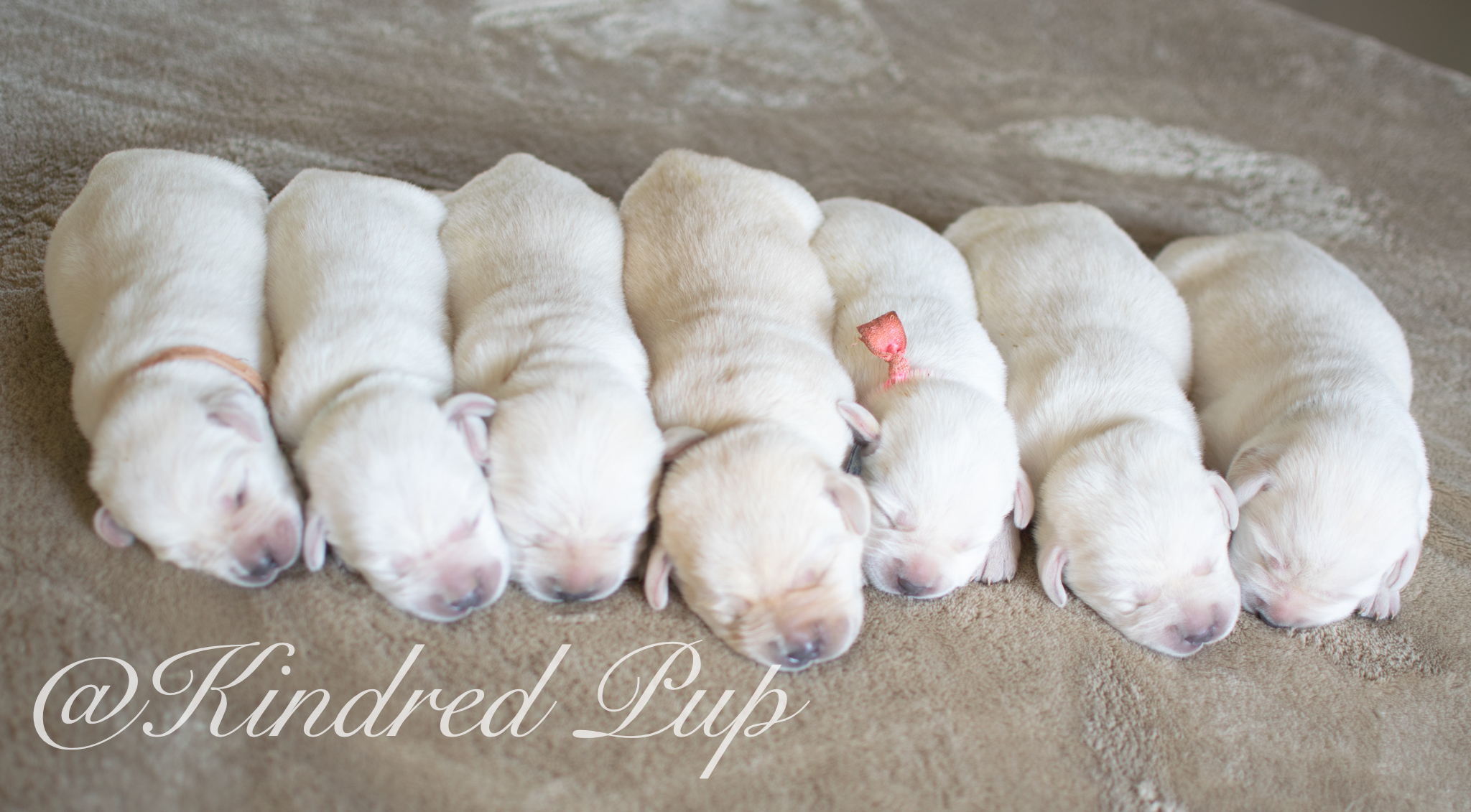 Pure Bred Labrador Puppies