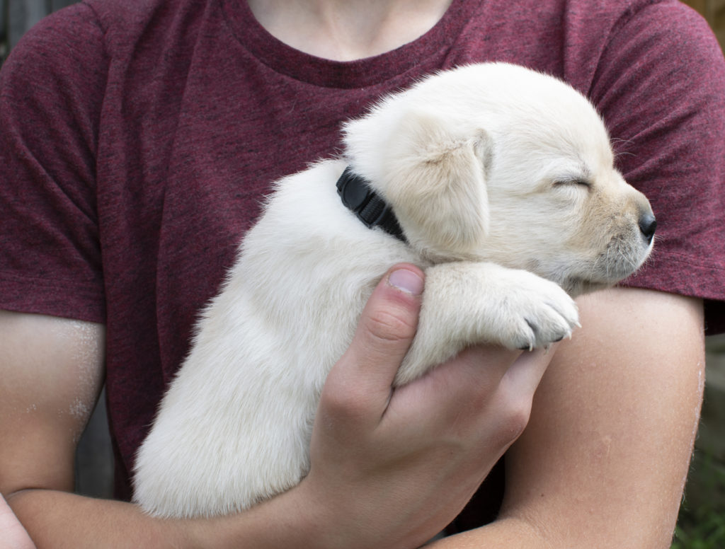 Sleepy Labrador Puppy