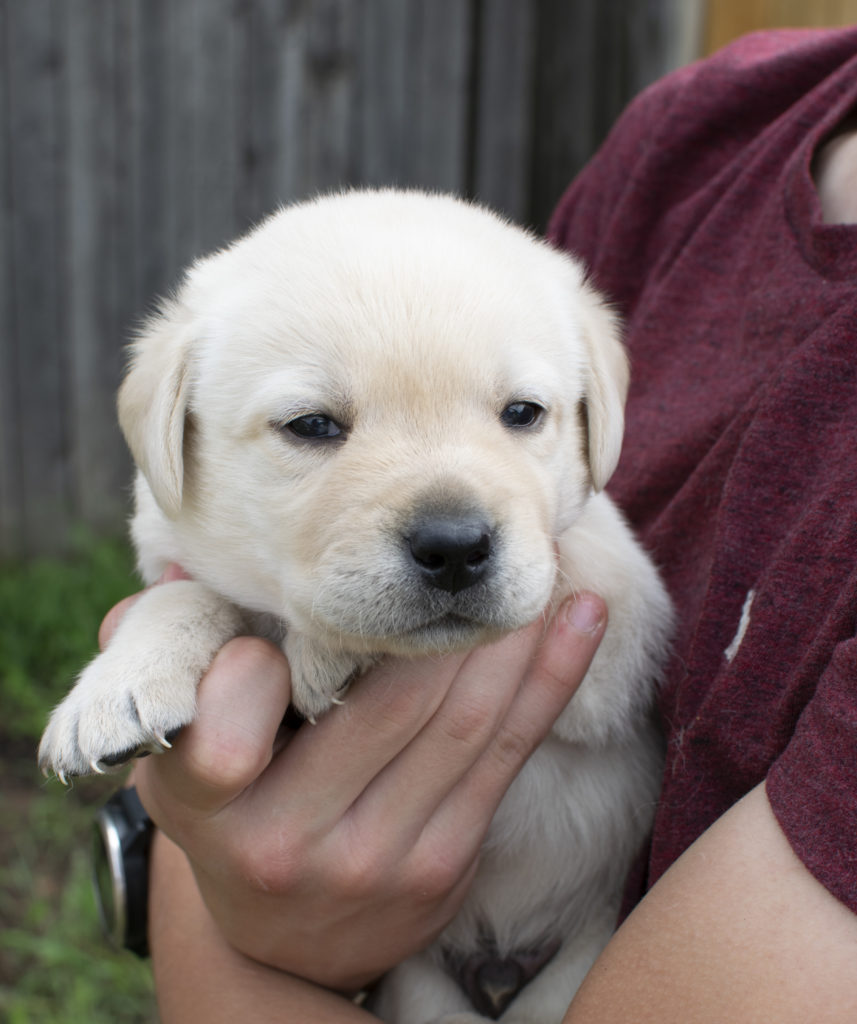 Light Cream English Labrador