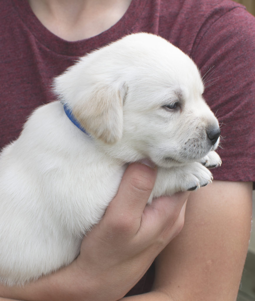 Polar Bear Puppy Profile