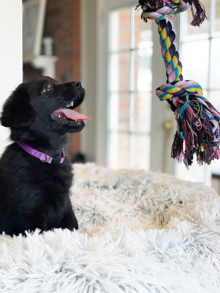 Playful Puppy