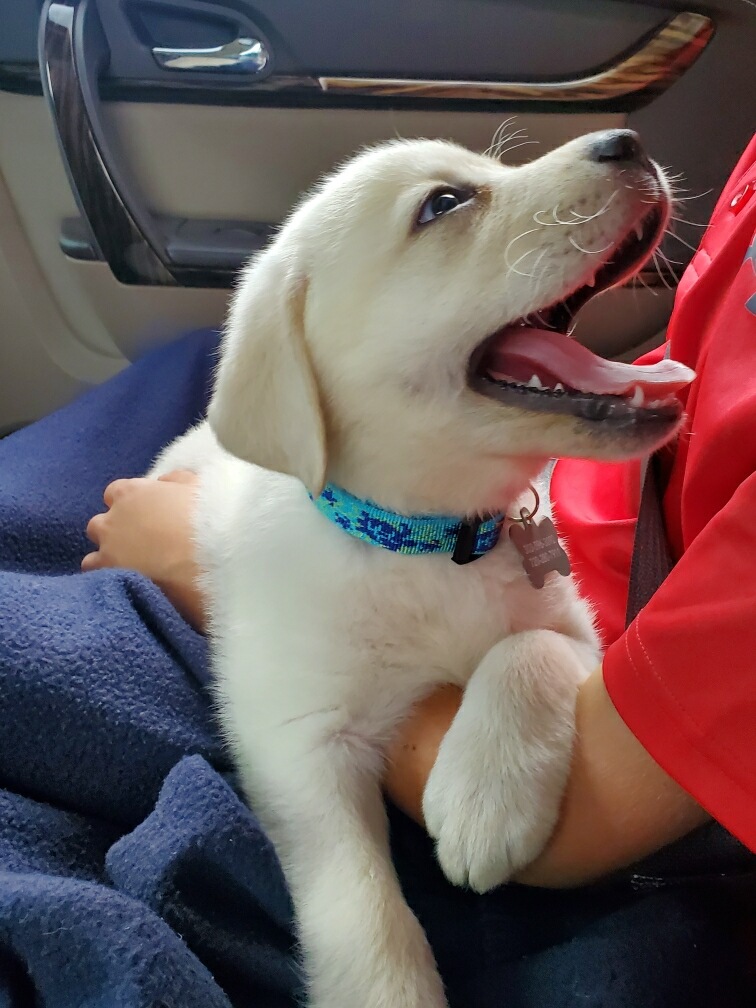 Happy Puppy Going Home