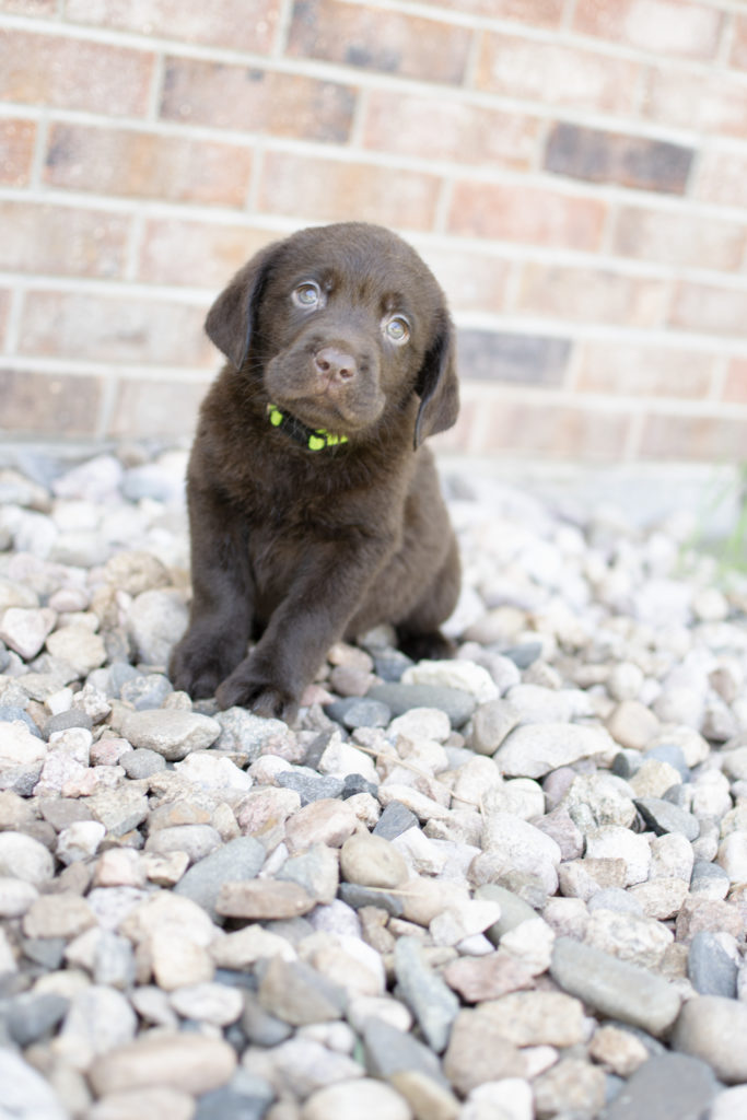 Puppy looking unsure 