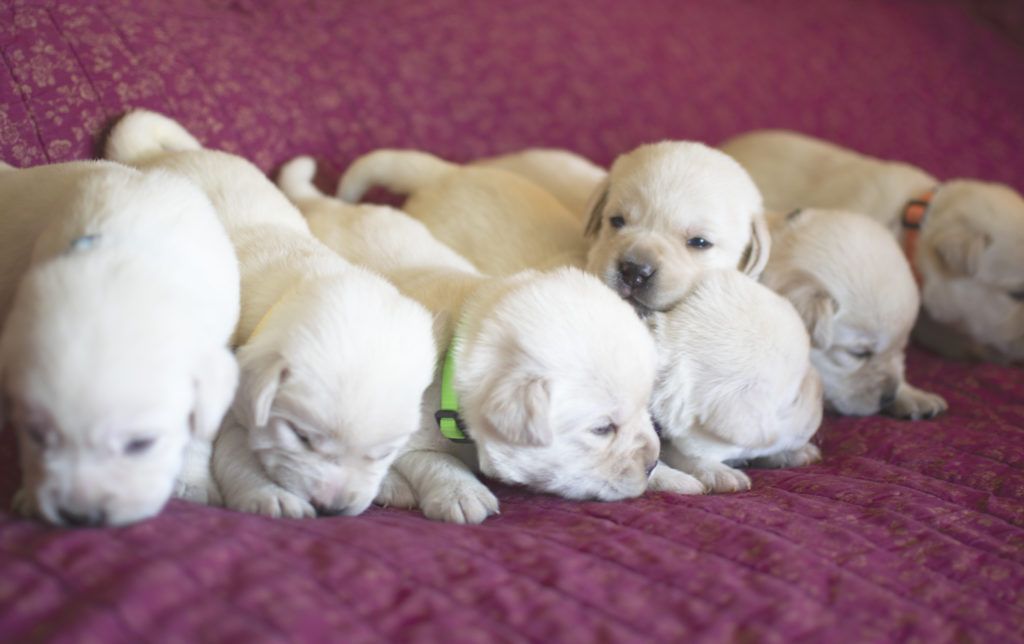 Why buy a Pure-Bred puppy?