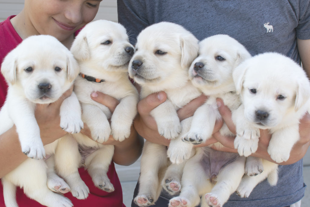 Polar White Puppies