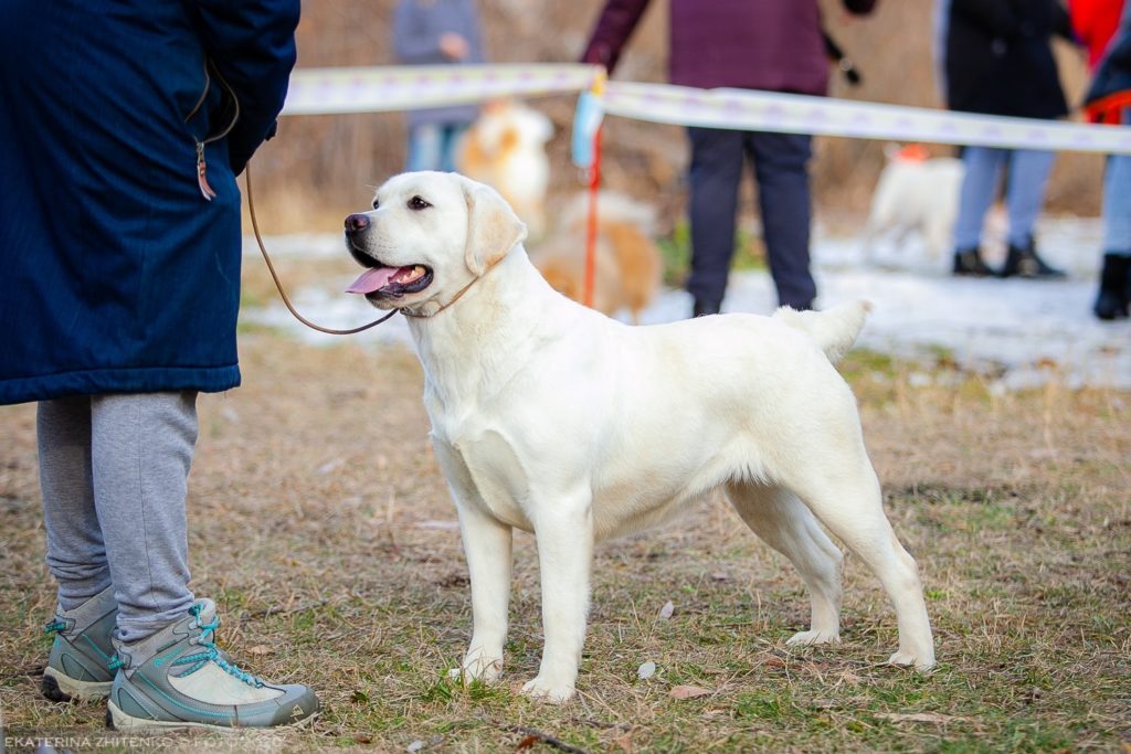 Champion English Labrador 