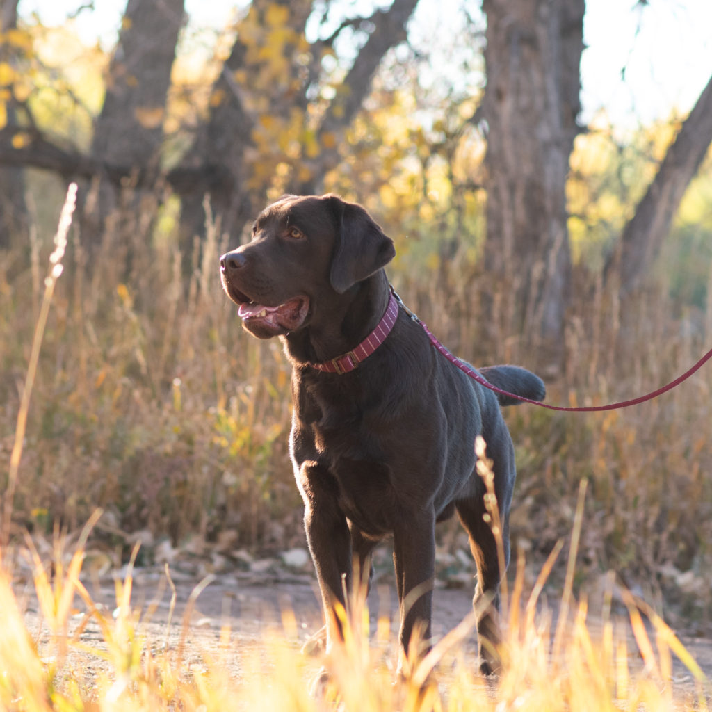 Chocolate English Lab Male