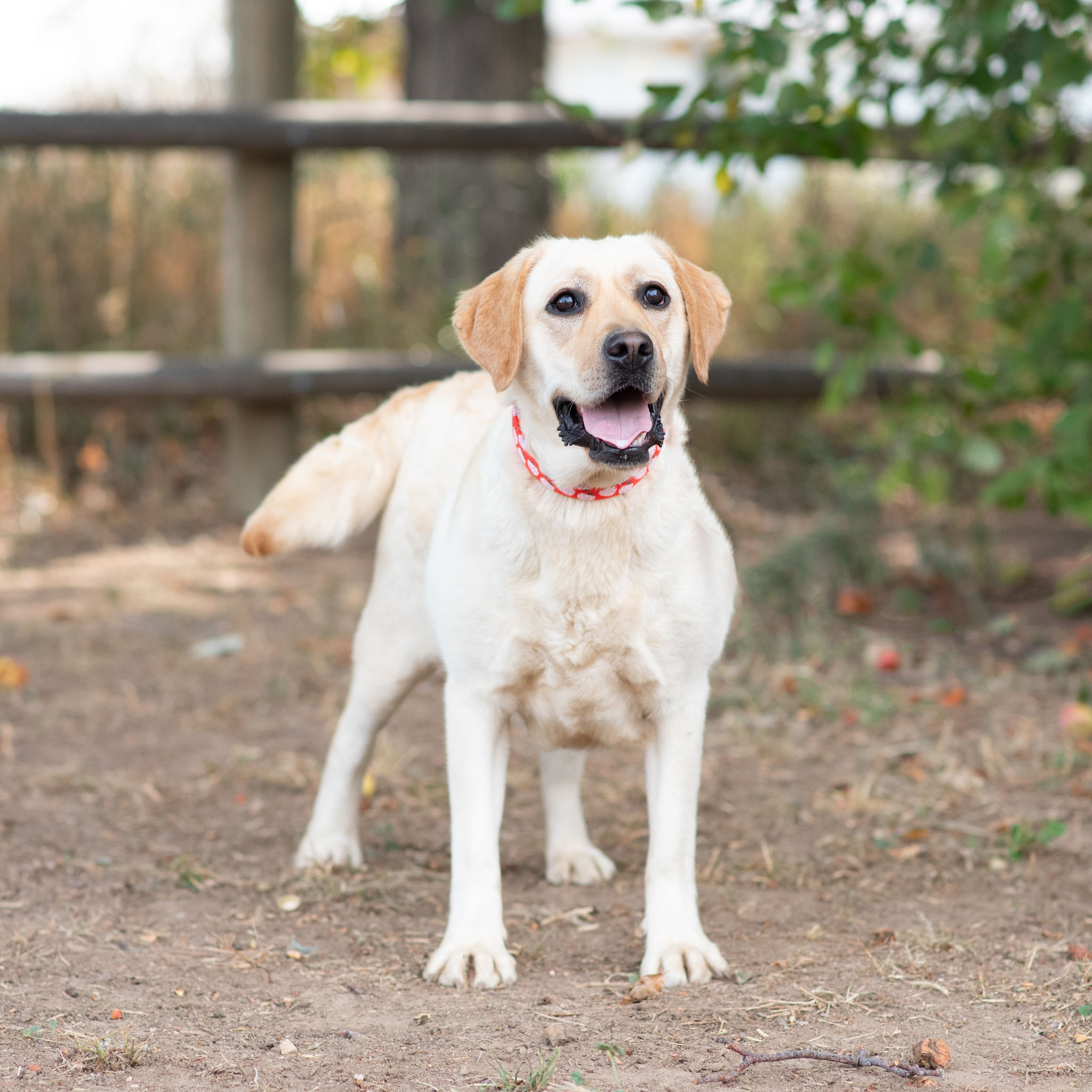 Pure Bred Yellow Lab