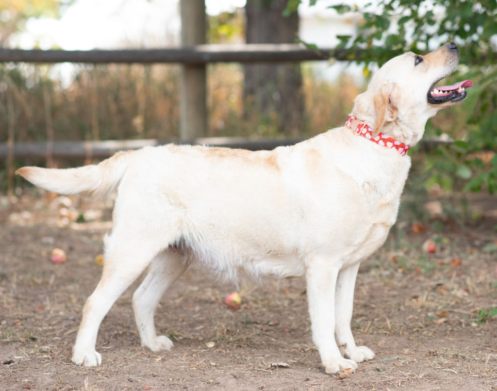 Happy Labrador retriever 