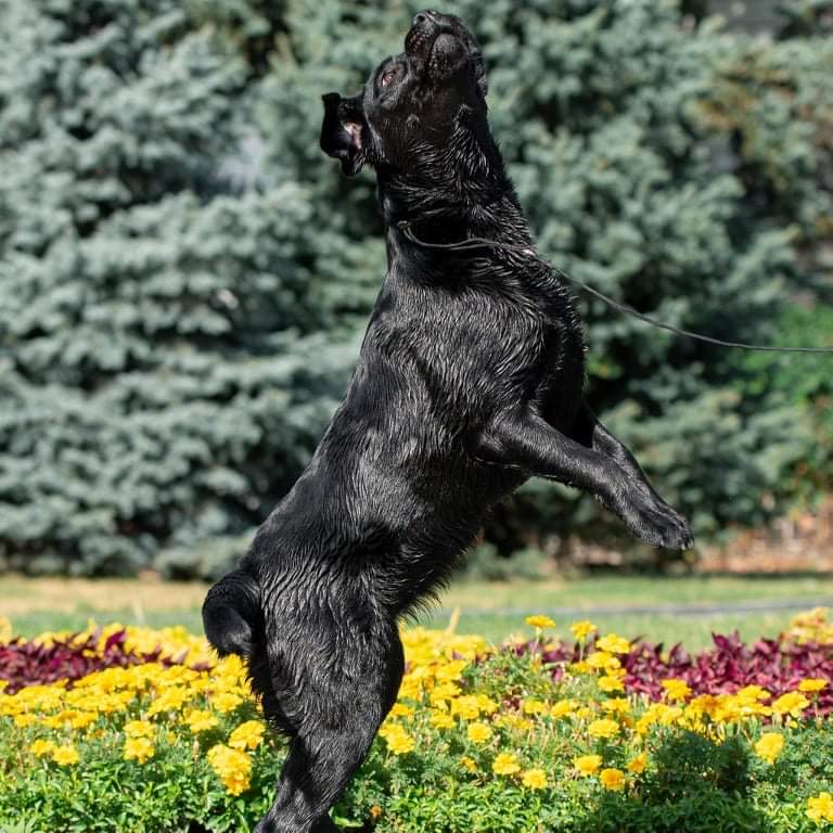 Athletic black Labrador retriever