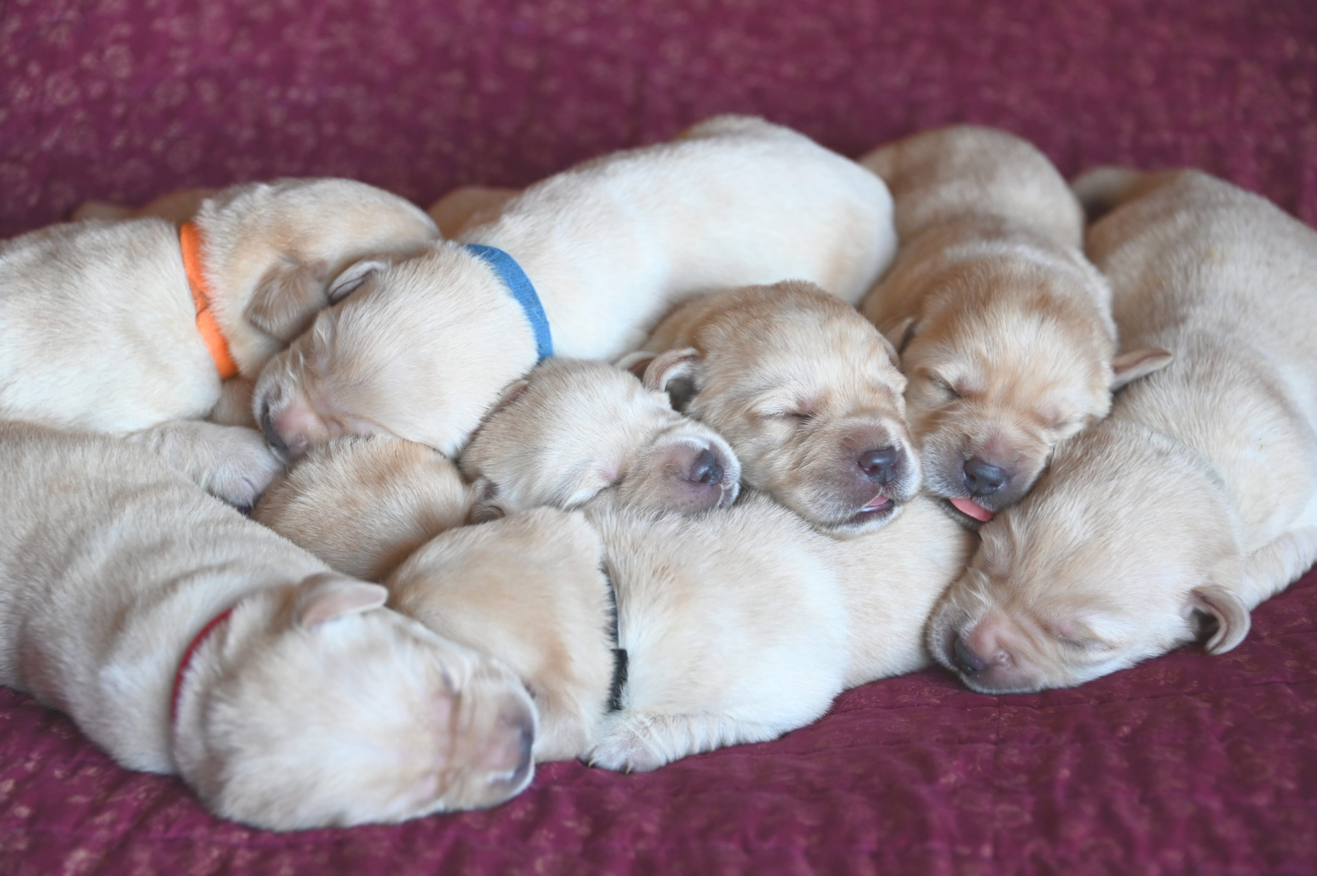 Yellow Labrador Newborn Puppies