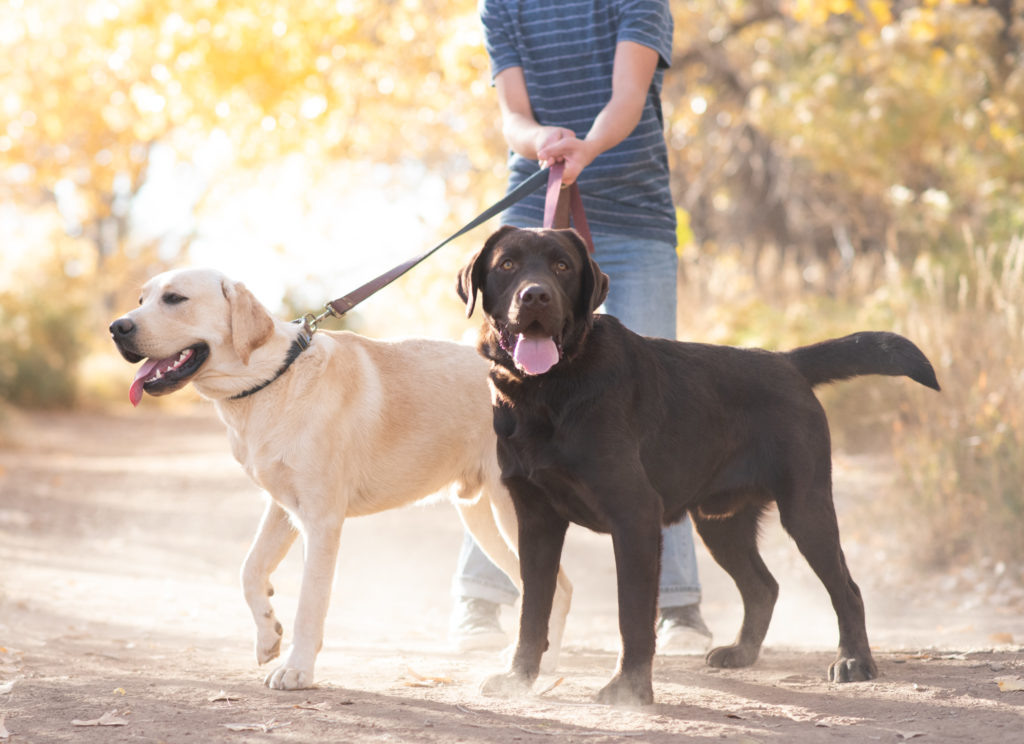 Our English Labrador Sires