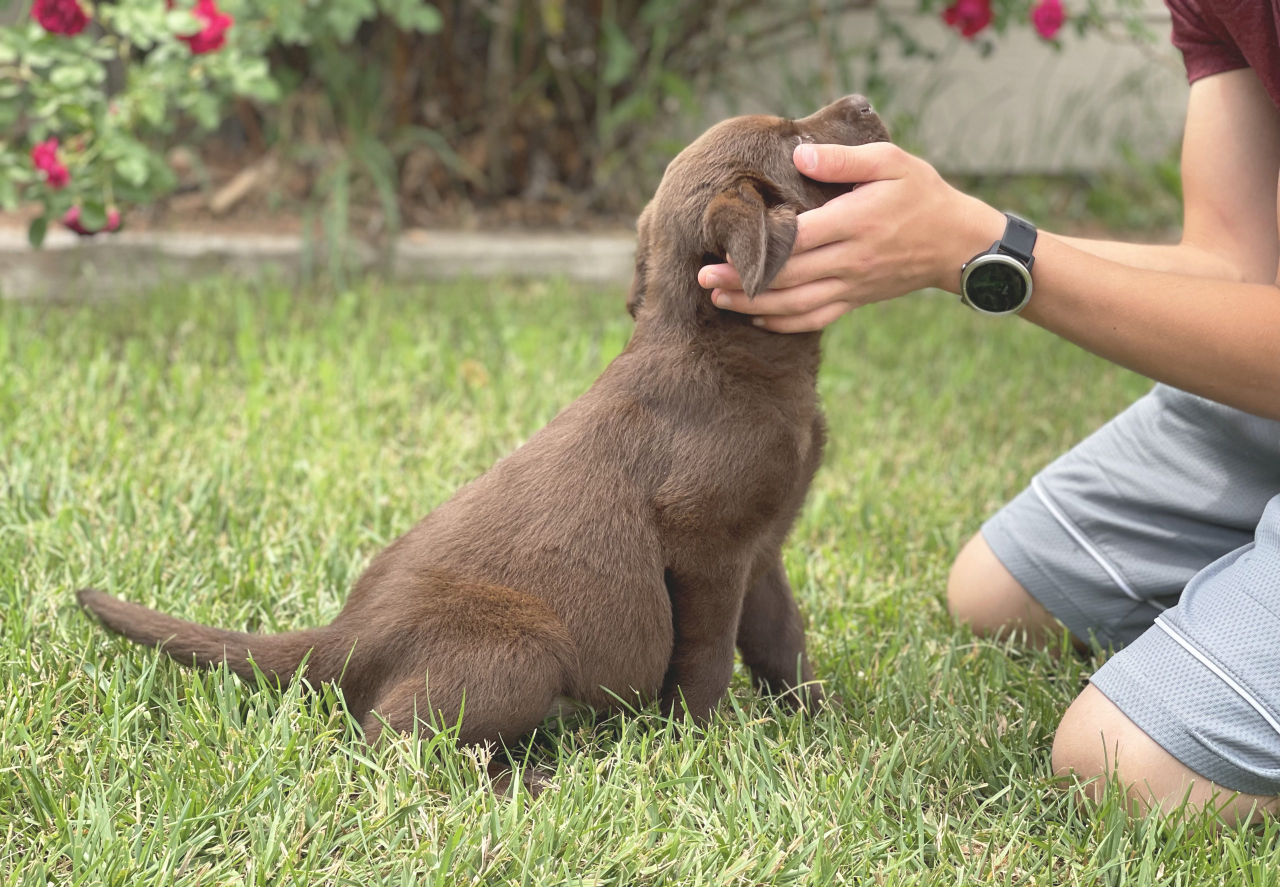 Chocolate Labrador retriever