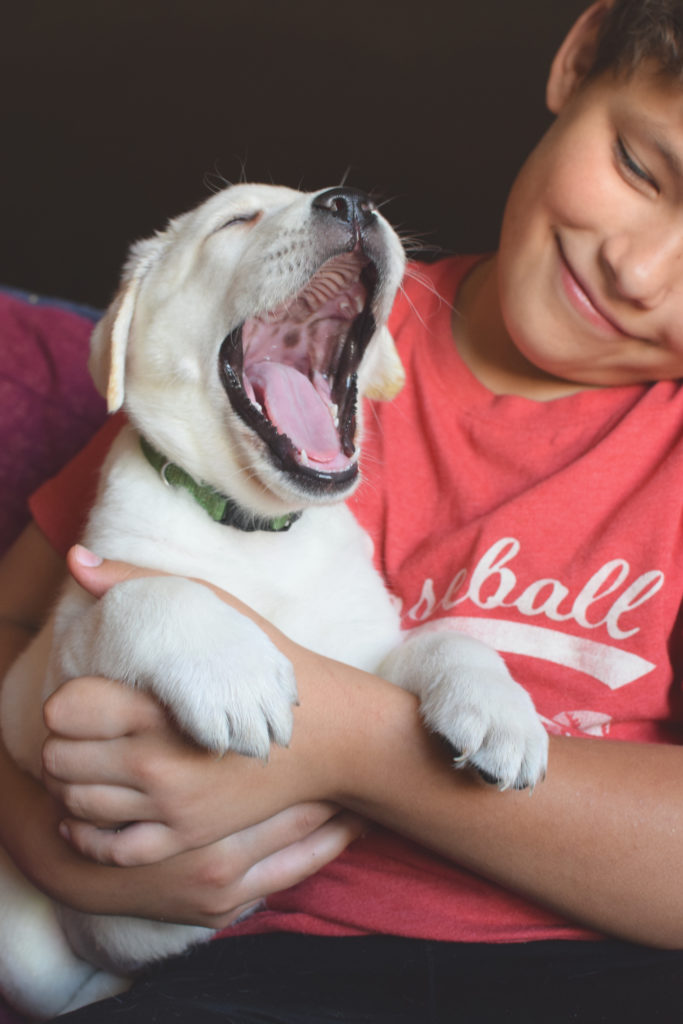 White Labrador Puppy Yawn