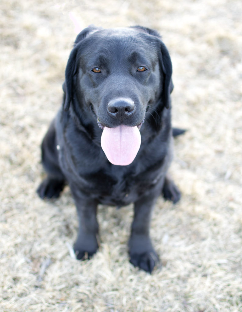 Black Labrador retriever 