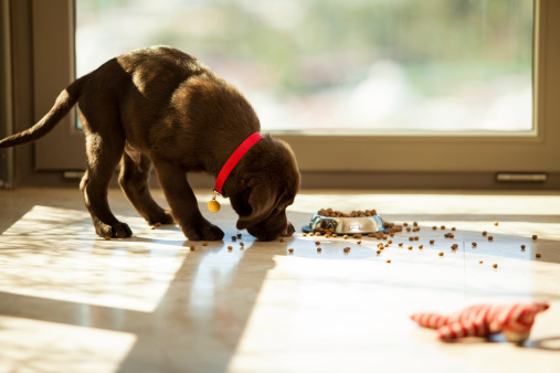 How much food should a lab puppy eat best sale